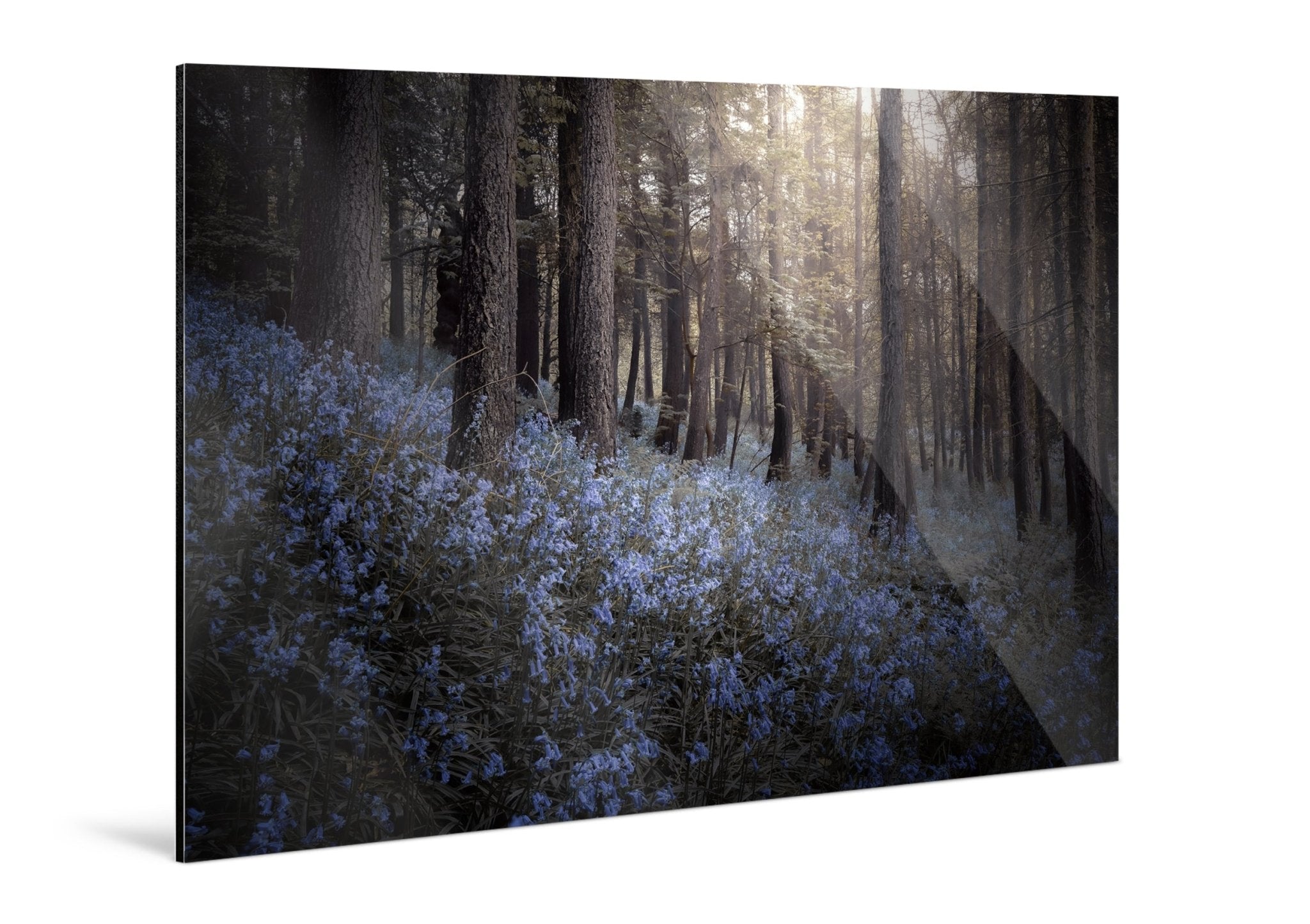 Bluebells - Yaopey Fine Art - 