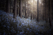Bluebells - Yaopey Fine Art - 