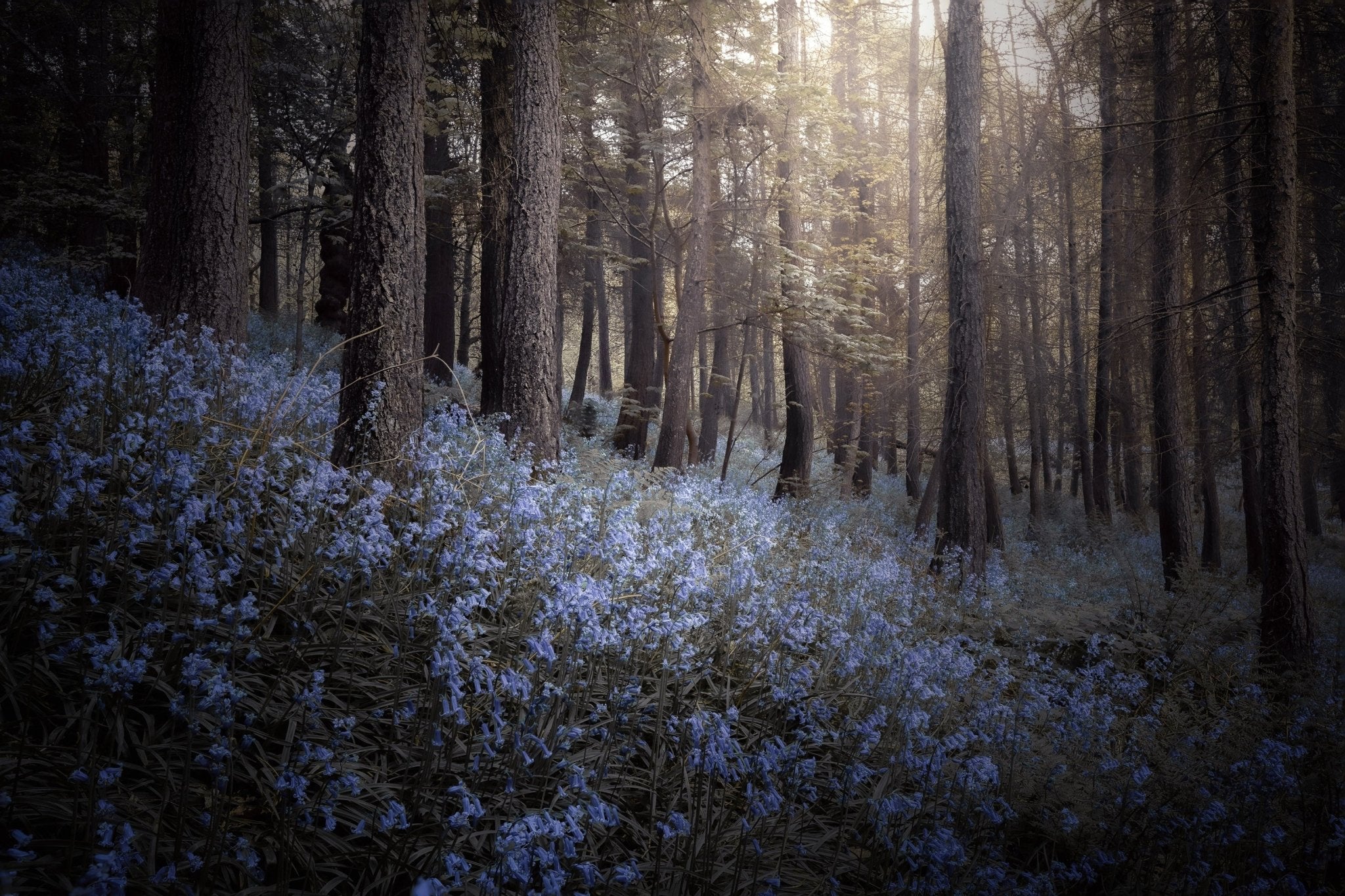 Bluebells - Yaopey Fine Art - 