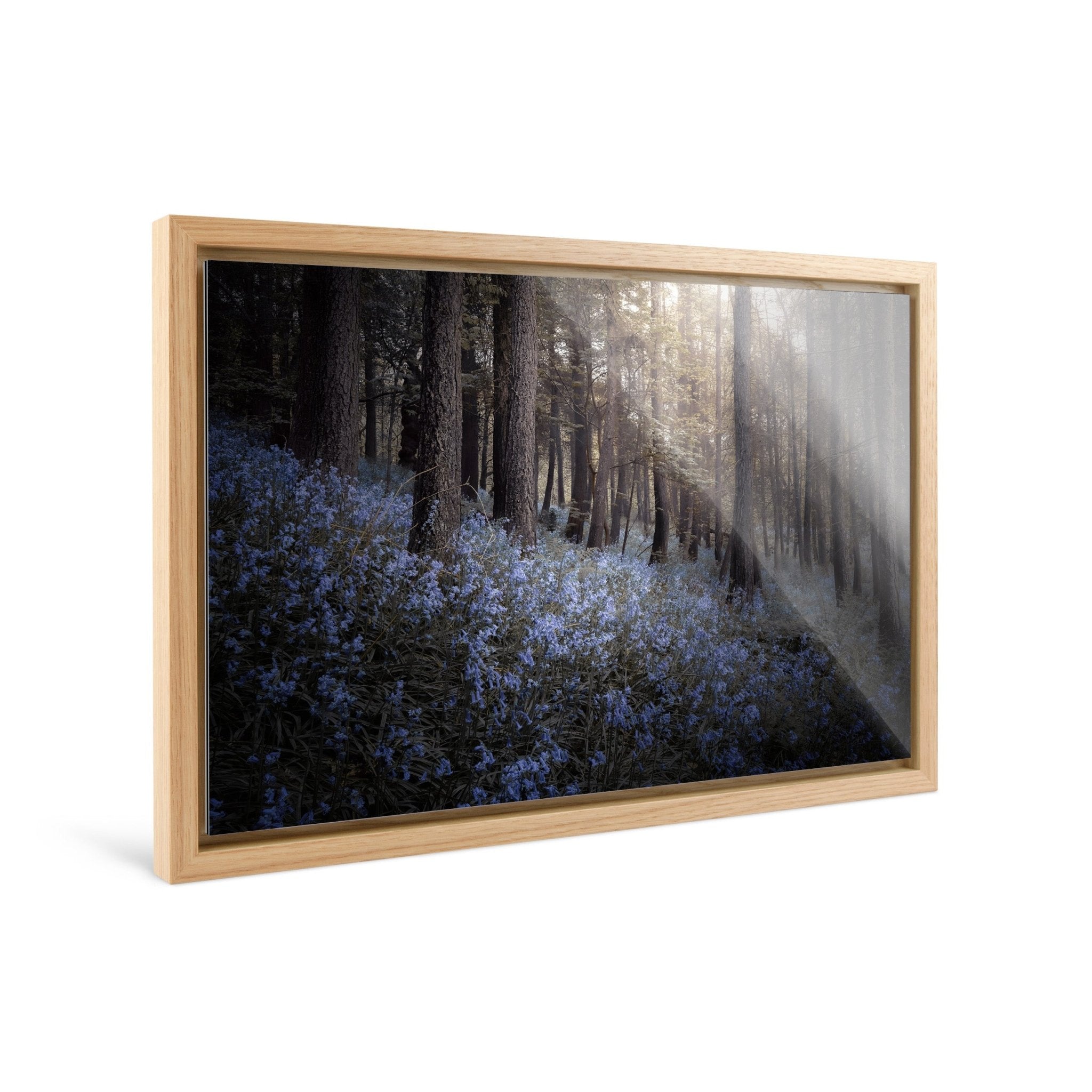 Bluebells - Yaopey Fine Art - 