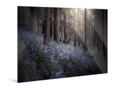 Bluebells - Yaopey Fine Art - 