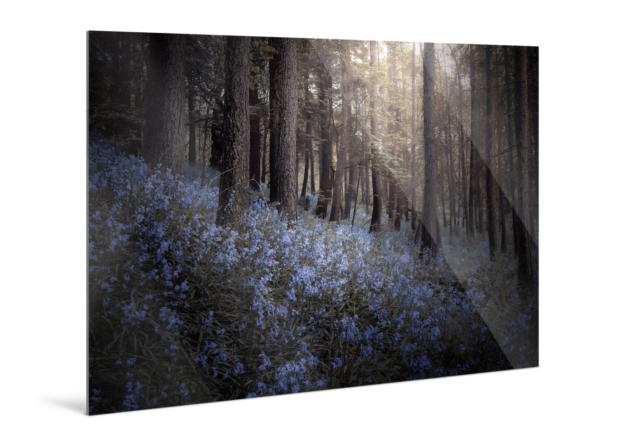 Bluebells - Yaopey Fine Art - 