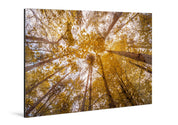 Canopy - Autumn - Yaopey Fine Art - 