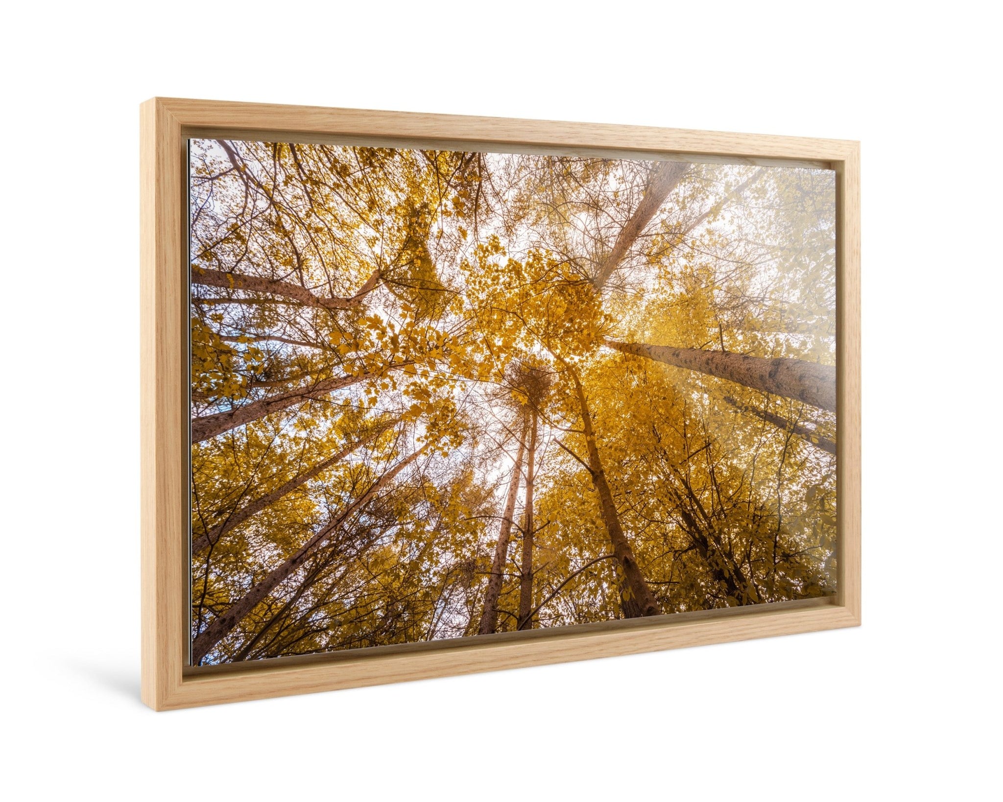 Canopy - Autumn - Yaopey Fine Art - 