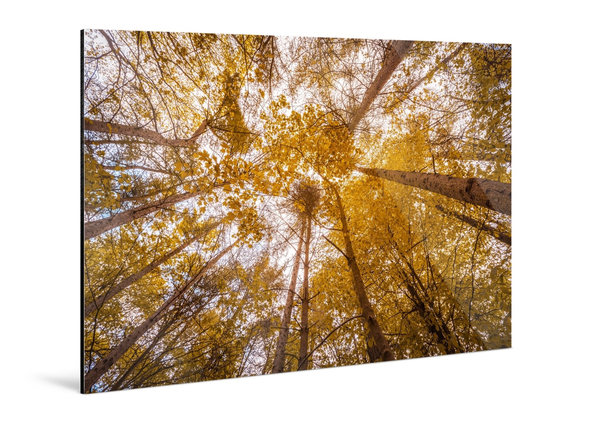 Canopy - Autumn - Yaopey Fine Art - 