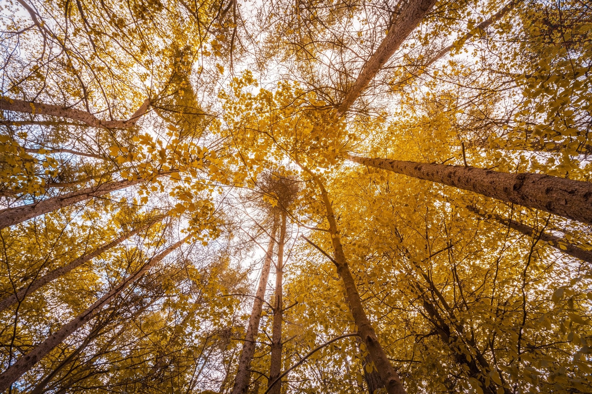 Canopy - Autumn - Yaopey Fine Art - 