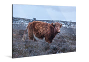 Coo - Yaopey Fine Art - 
