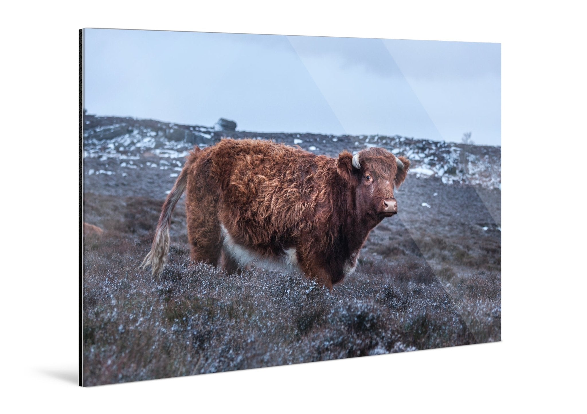 Coo - Yaopey Fine Art - 