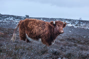 Coo - Yaopey Fine Art - 