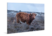 Coo - Yaopey Fine Art - 