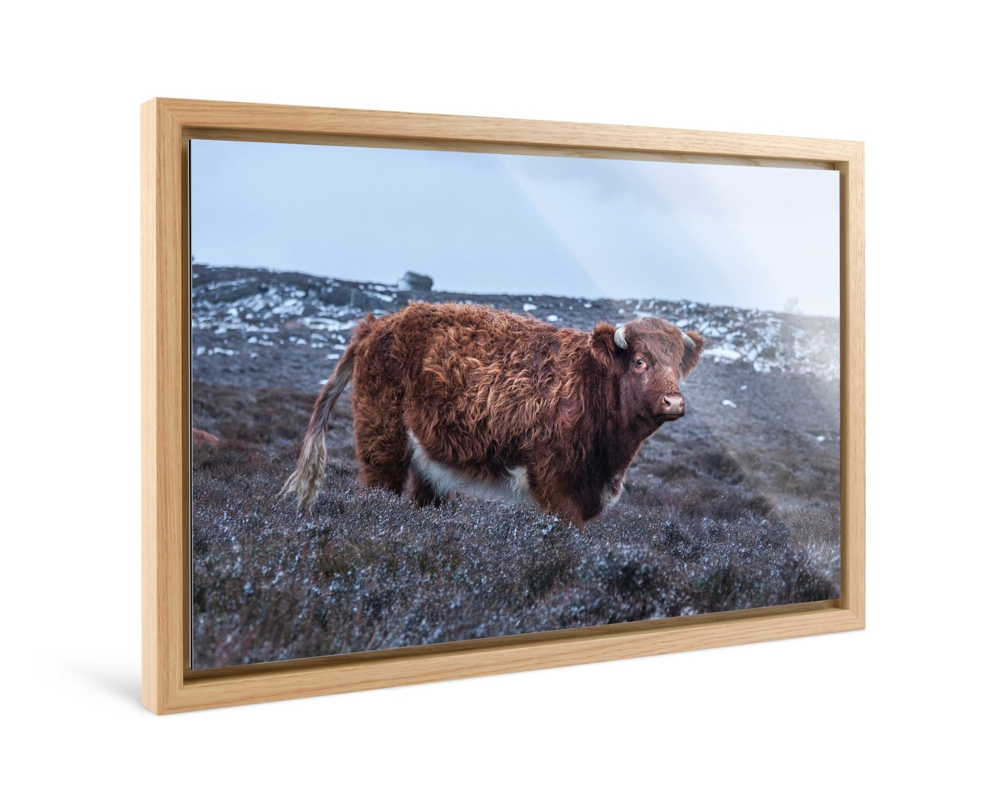 Coo - Yaopey Fine Art - 