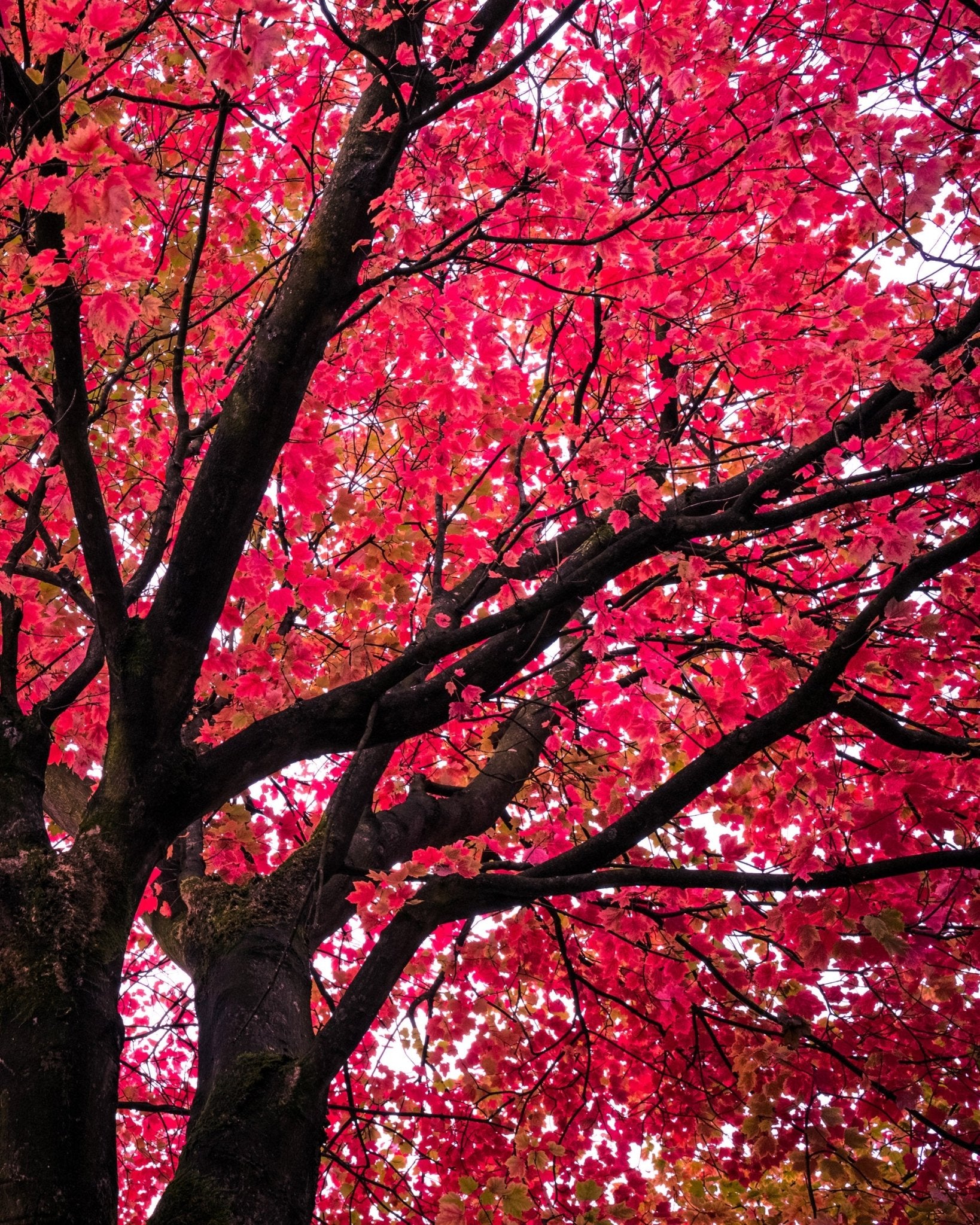 Crimson - Yaopey Fine Art - 