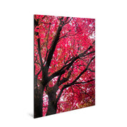 Crimson - Yaopey Fine Art - 
