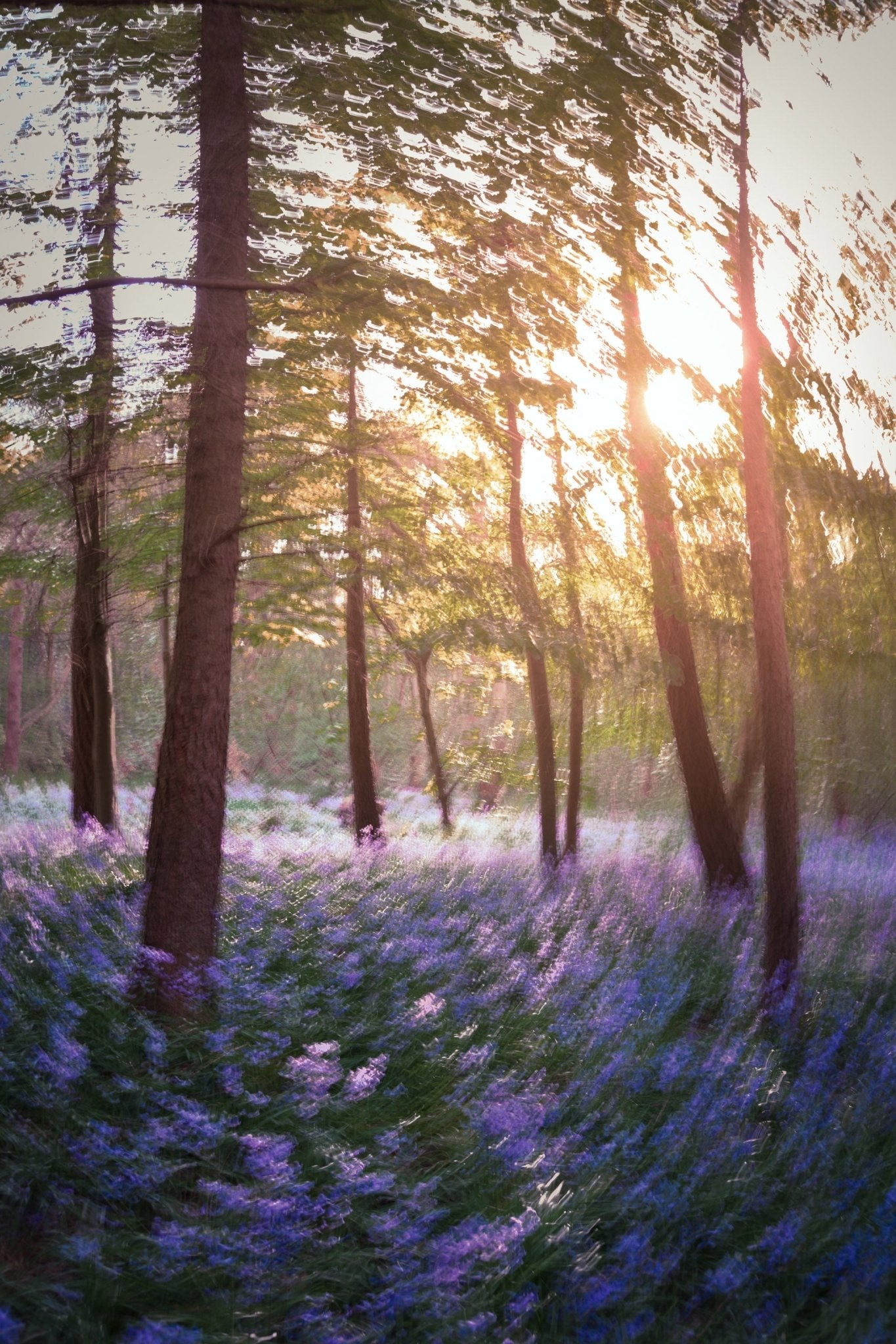 Daydream - Bluebells - Yaopey Fine Art - 