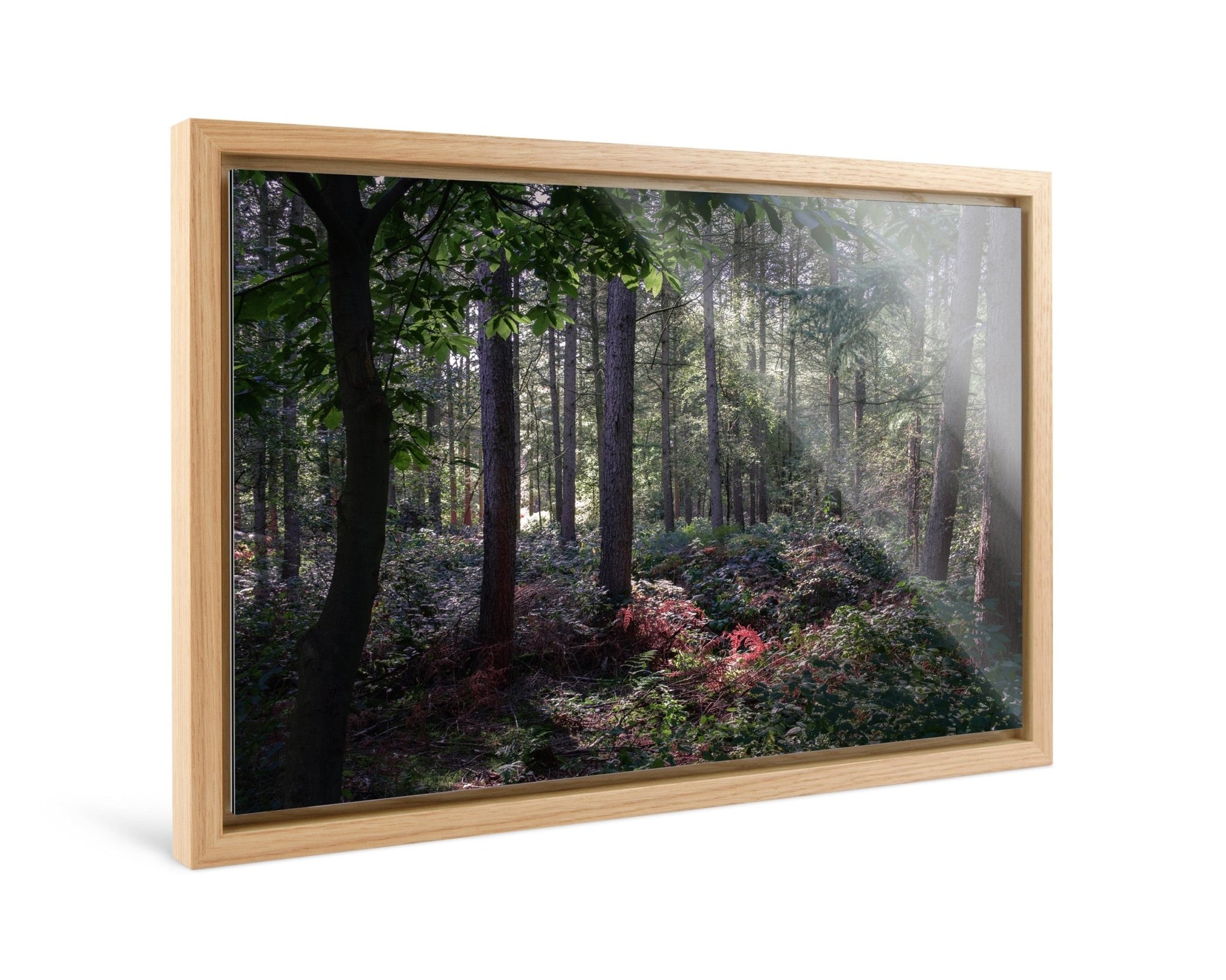 Enchanted - Delamere Forest - Yaopey Fine Art - 