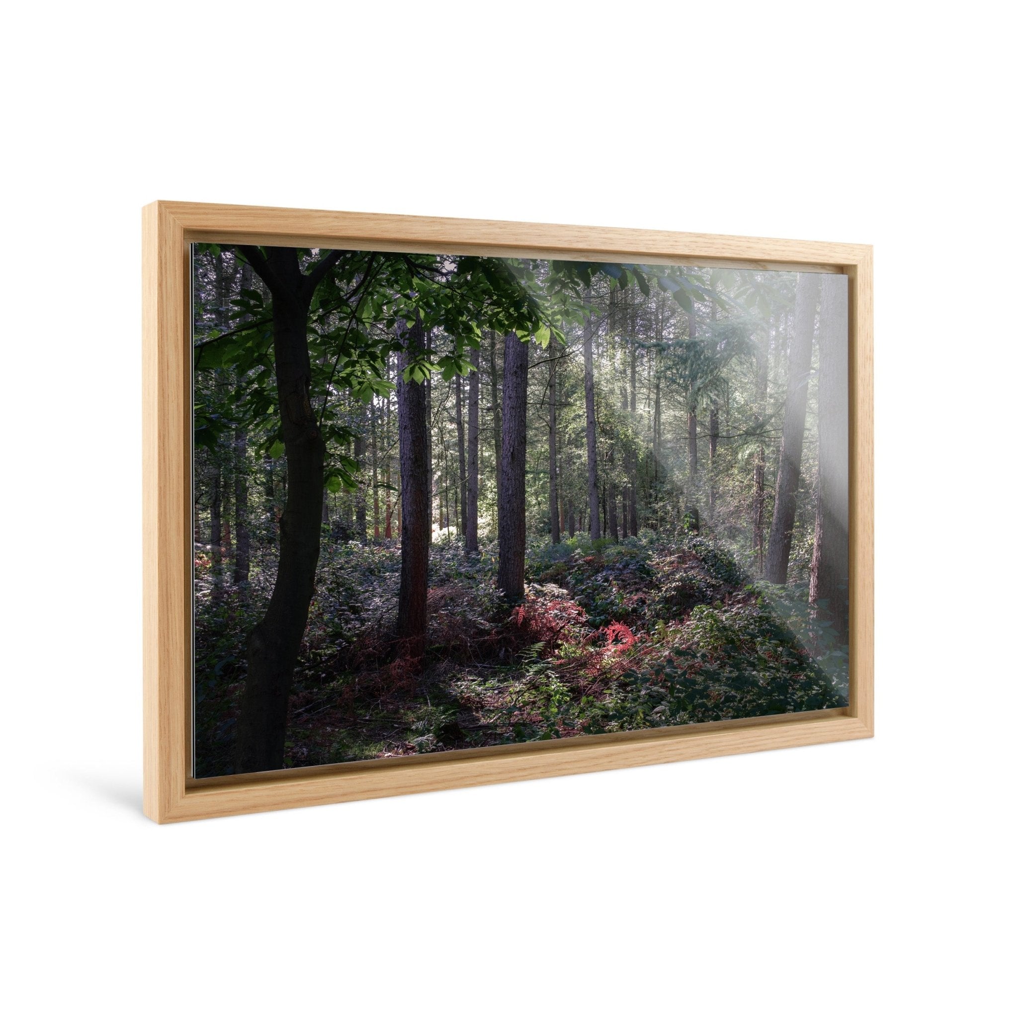 Enchanted - Delamere Forest - Yaopey Fine Art - 
