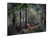 Enchanted - Delamere Forest - Yaopey Fine Art - 