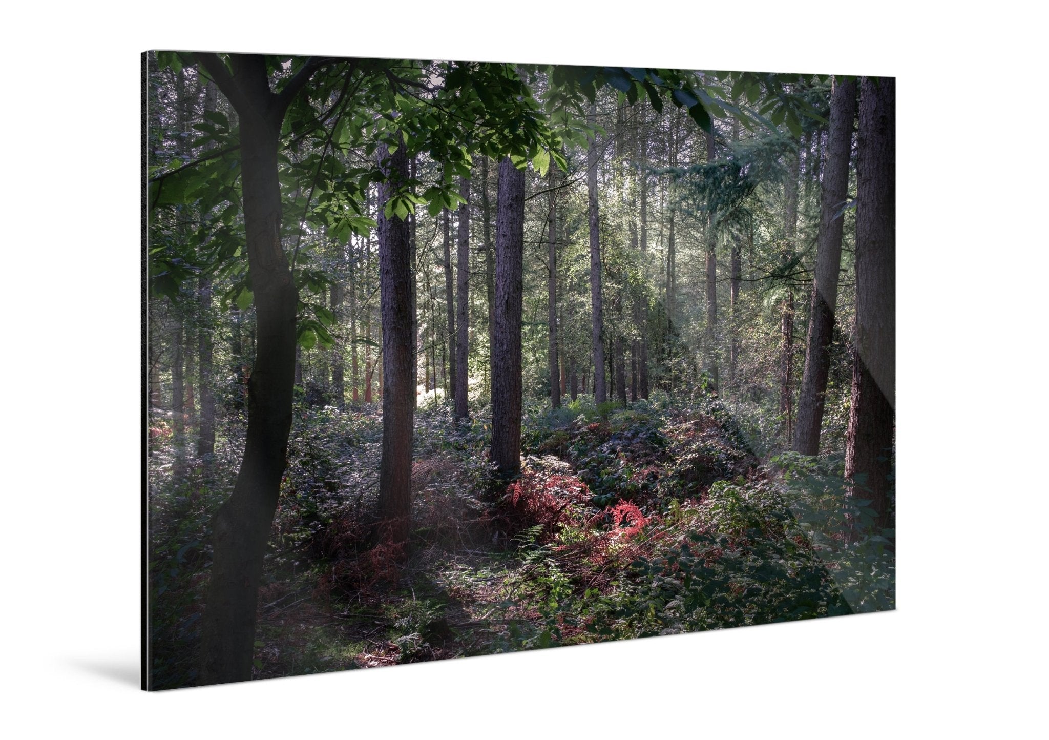 Enchanted - Delamere Forest - Yaopey Fine Art - 