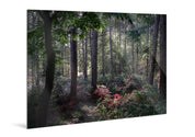 Enchanted - Delamere Forest - Yaopey Fine Art - 
