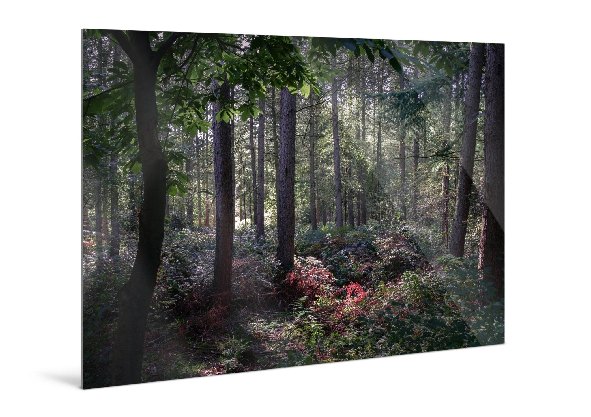 Enchanted - Delamere Forest - Yaopey Fine Art - 