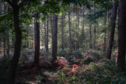 Enchanted - Delamere Forest - Yaopey Fine Art - 