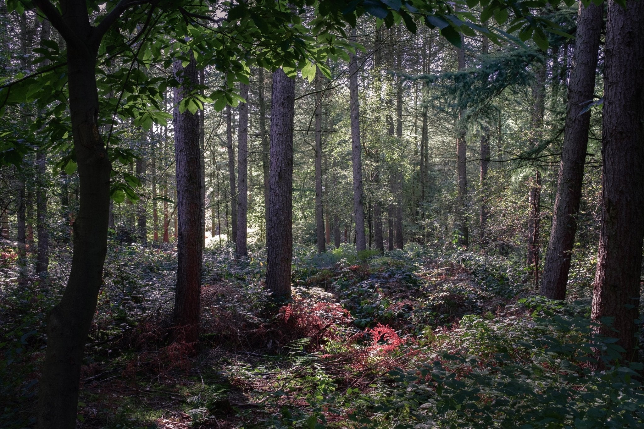 Enchanted - Delamere Forest - Yaopey Fine Art - 