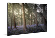 Forestlight - Yaopey Fine Art - 