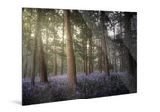 Forestlight - Yaopey Fine Art - 