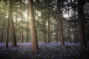 Forestlight - Yaopey Fine Art - 