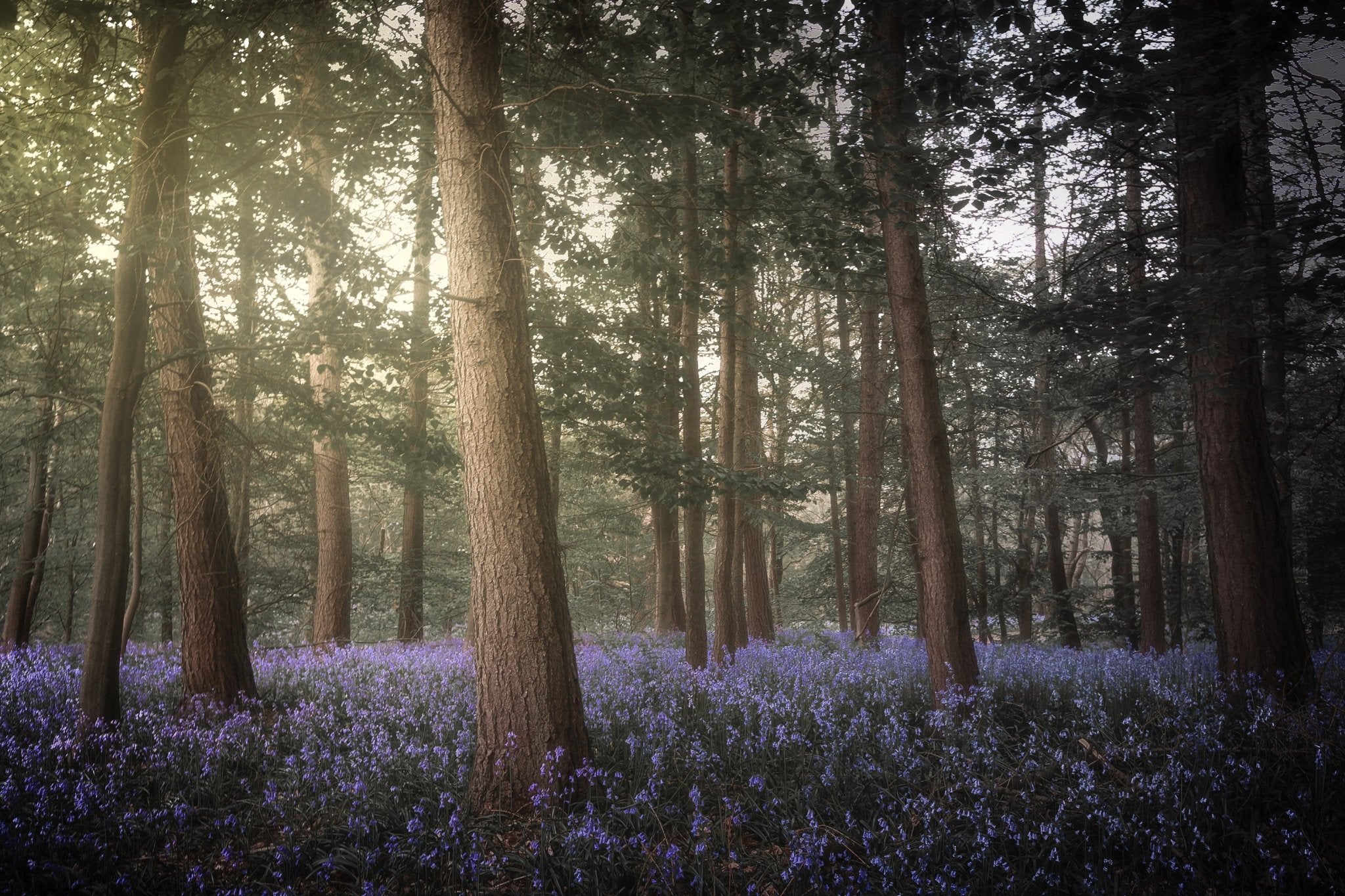 Forestlight - Yaopey Fine Art - 