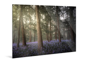 Forestlight - Yaopey Fine Art - 