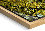 Golden Canopy - Yaopey Fine Art - 