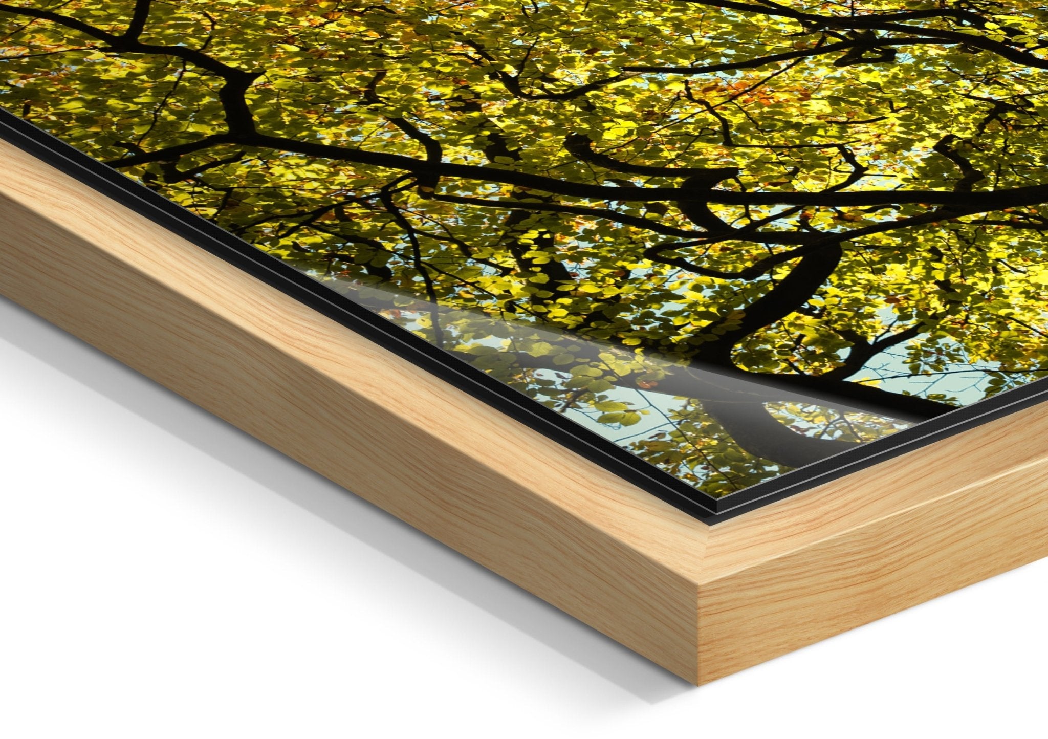 Golden Canopy - Yaopey Fine Art - 