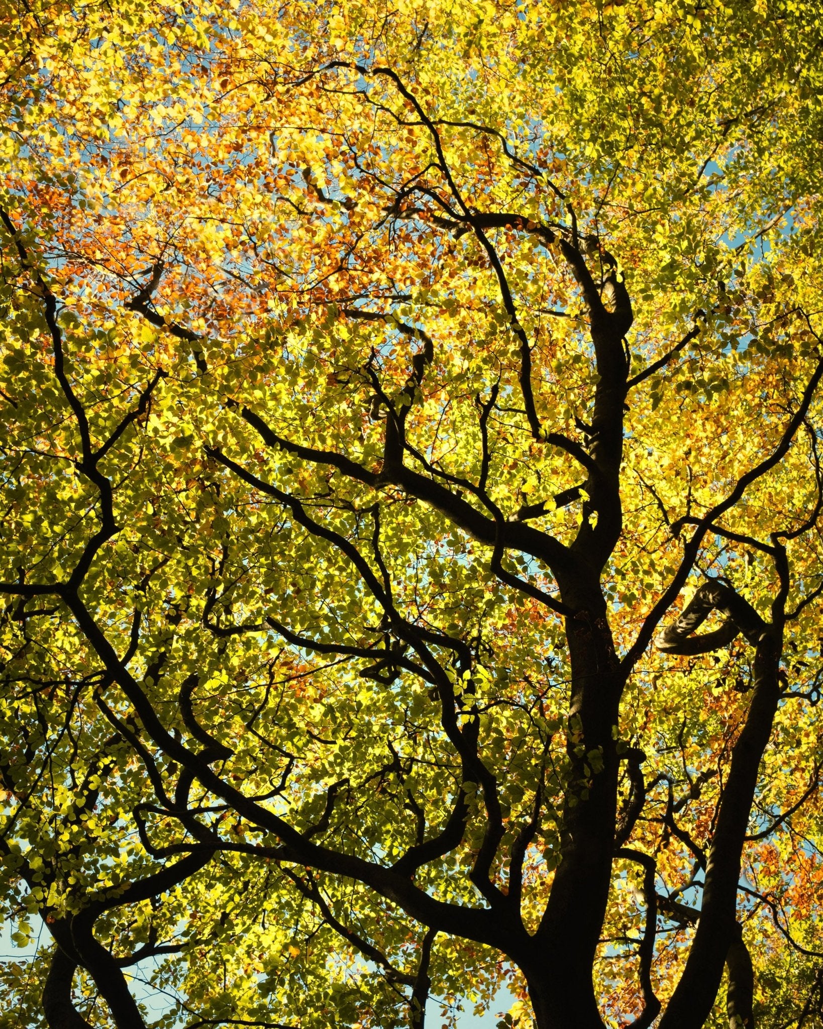 Golden Canopy - Yaopey Fine Art - 