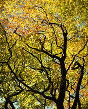 Golden Canopy - Yaopey Fine Art - 