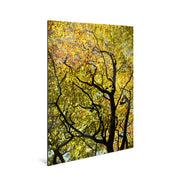 Golden Canopy - Yaopey Fine Art - 