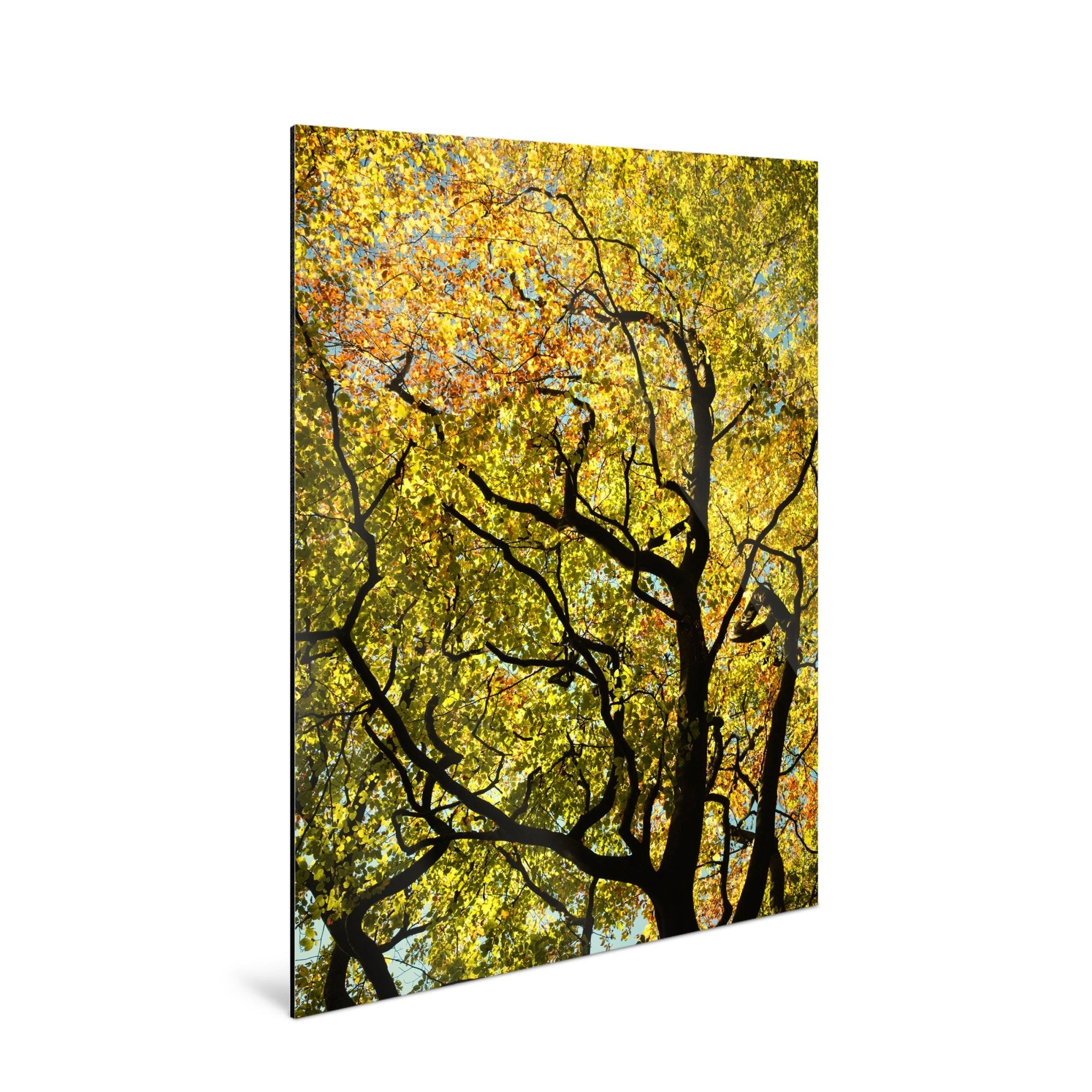 Golden Canopy - Yaopey Fine Art - 