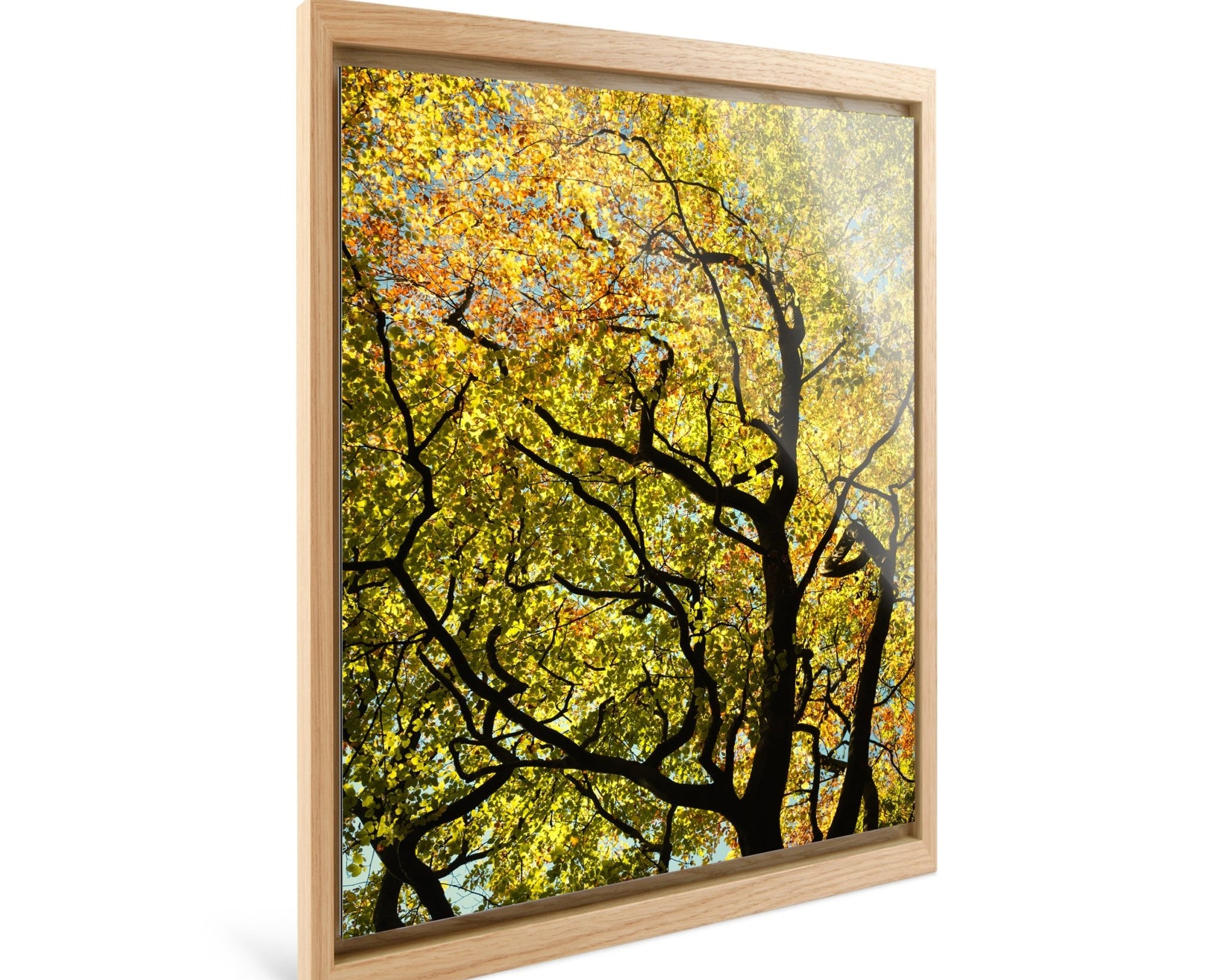Golden Canopy - Yaopey Fine Art - 