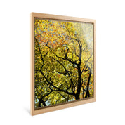 Golden Canopy - Yaopey Fine Art - 