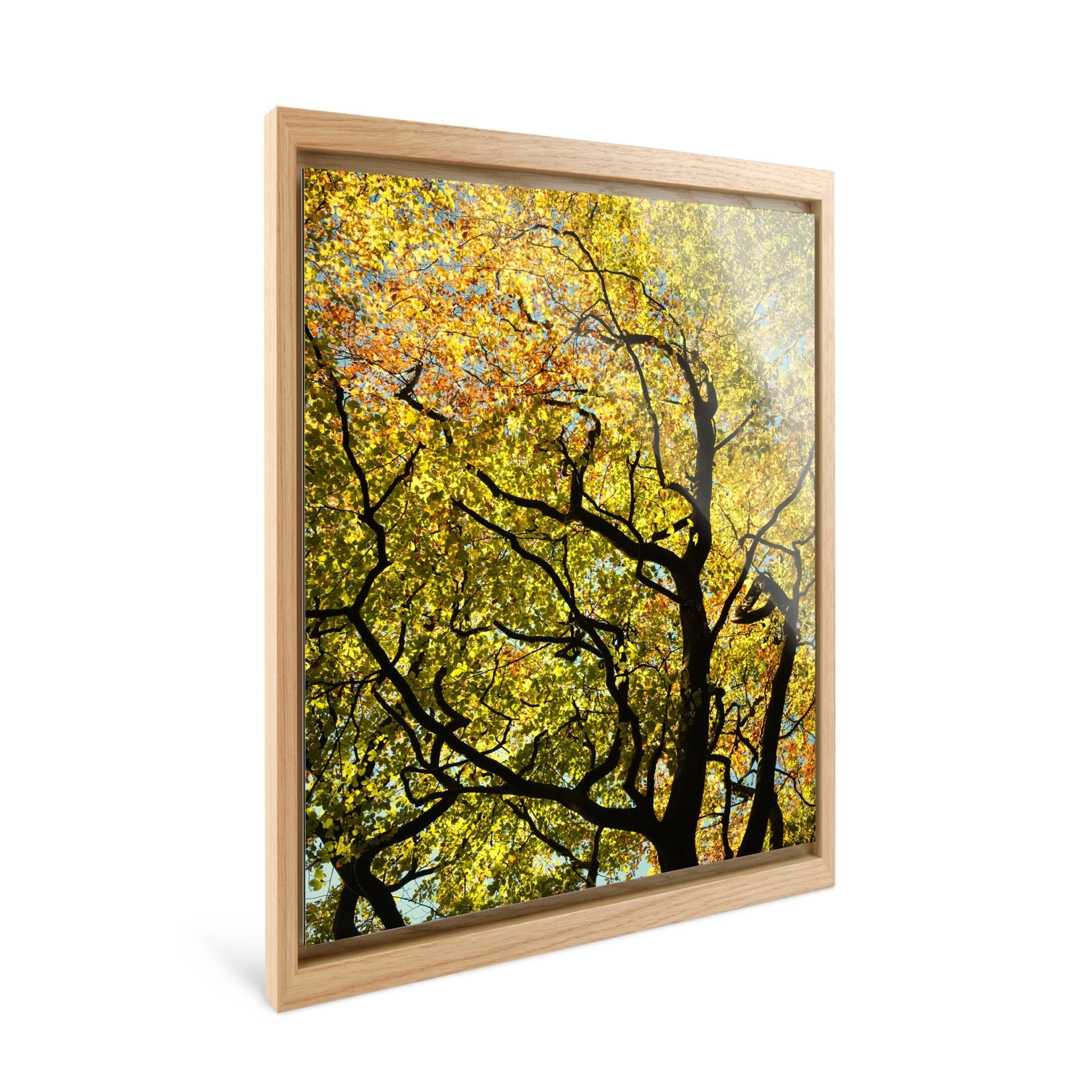 Golden Canopy - Yaopey Fine Art - 