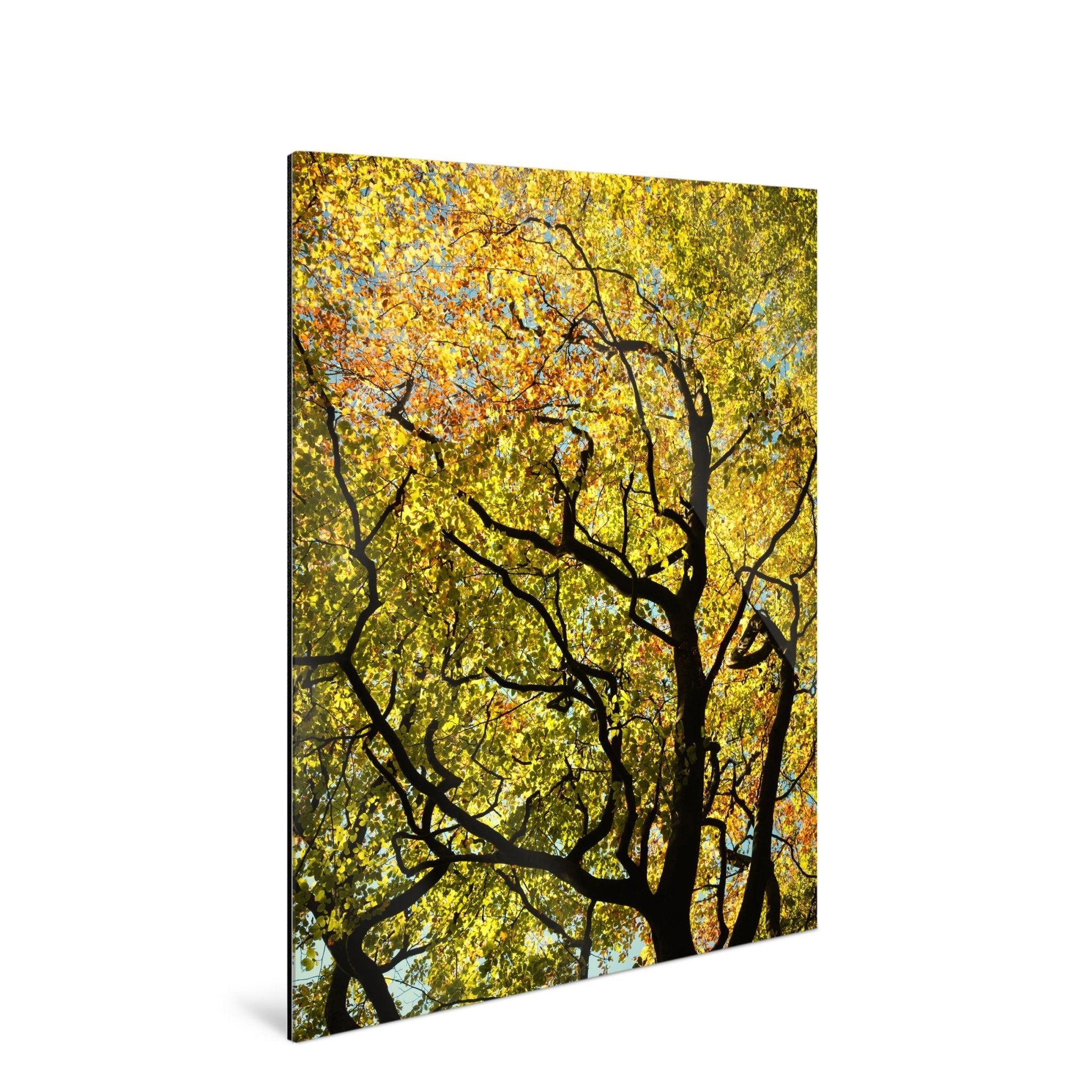 Golden Canopy - Yaopey Fine Art - 