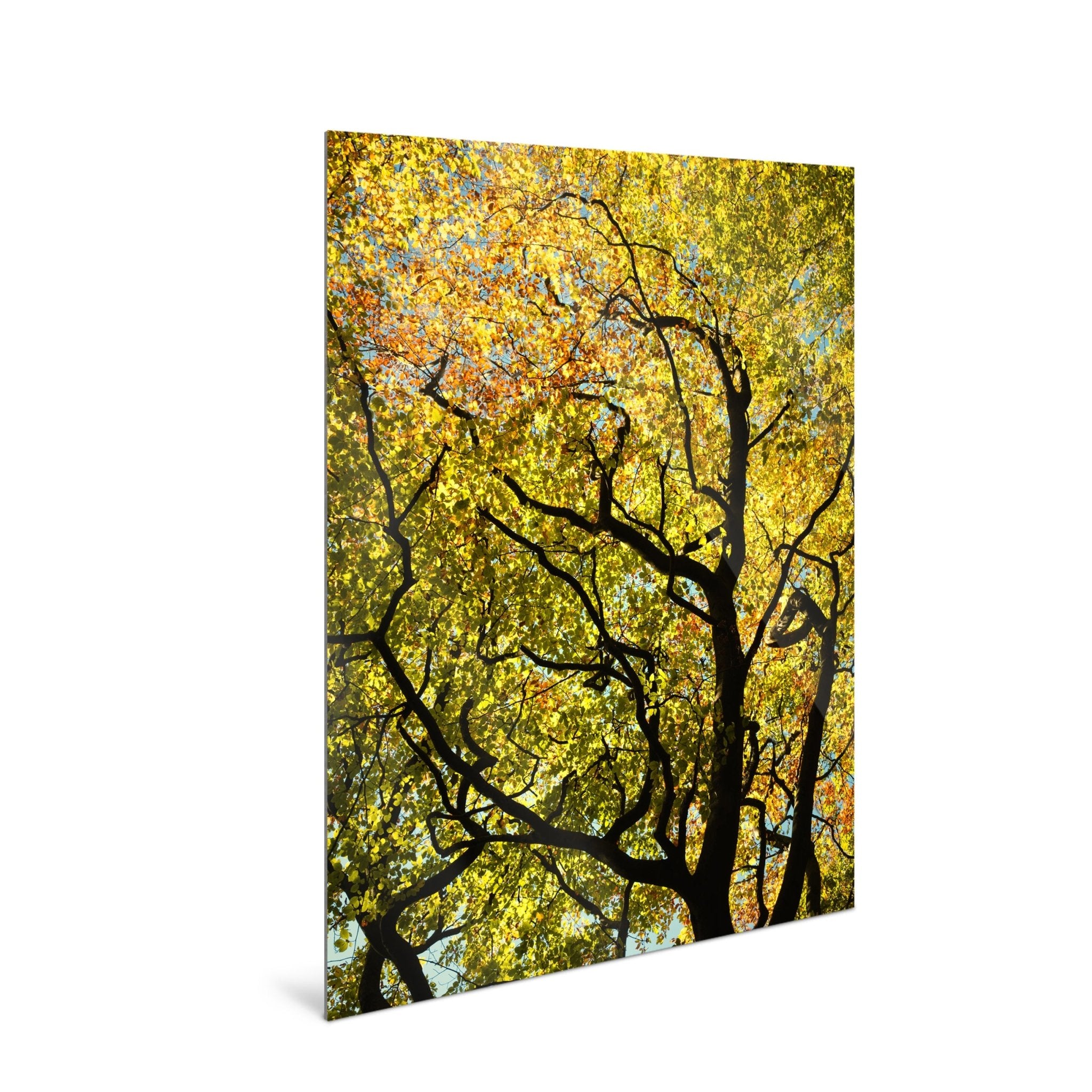 Golden Canopy - Yaopey Fine Art - 