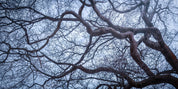 Intertwined - Yaopey Fine Art - 