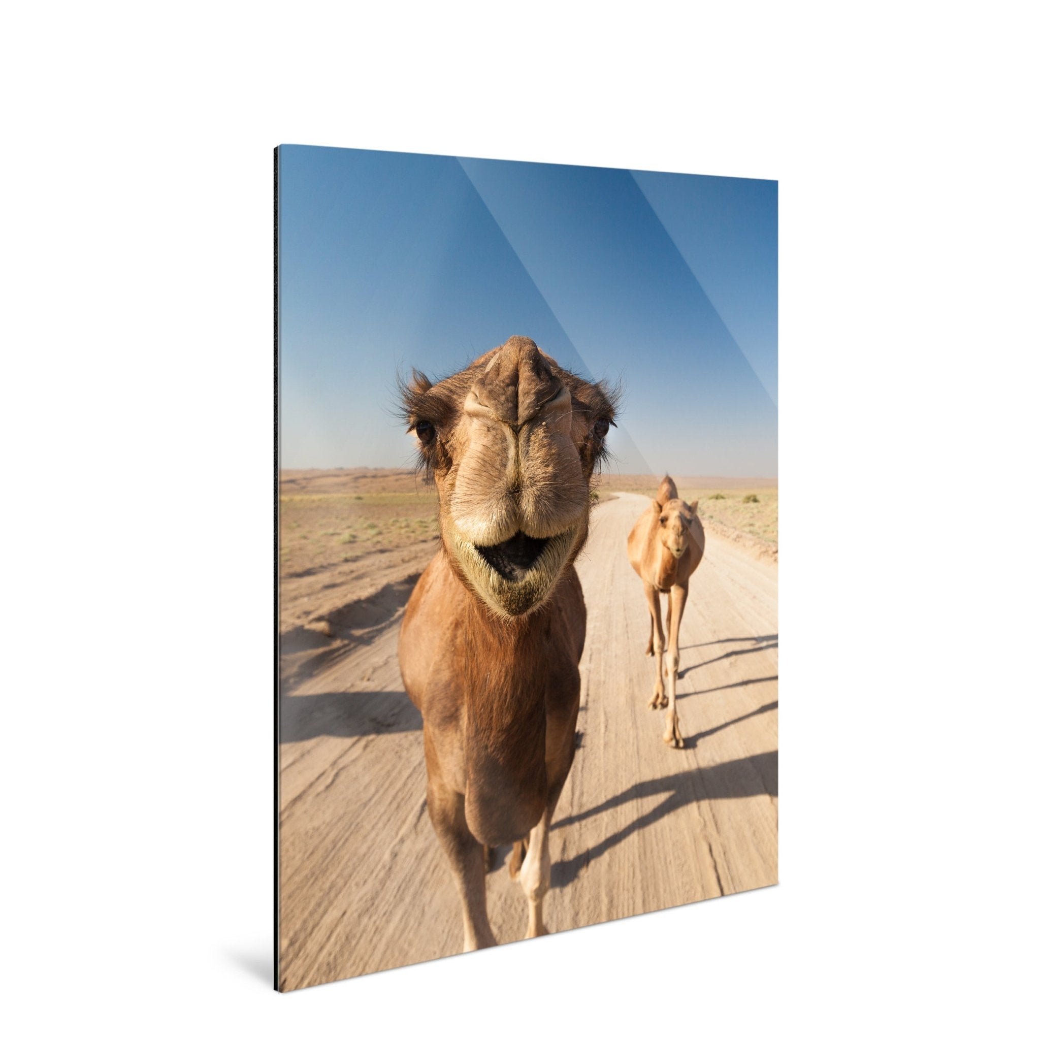Nomad - Camels - Yaopey Fine Art - 