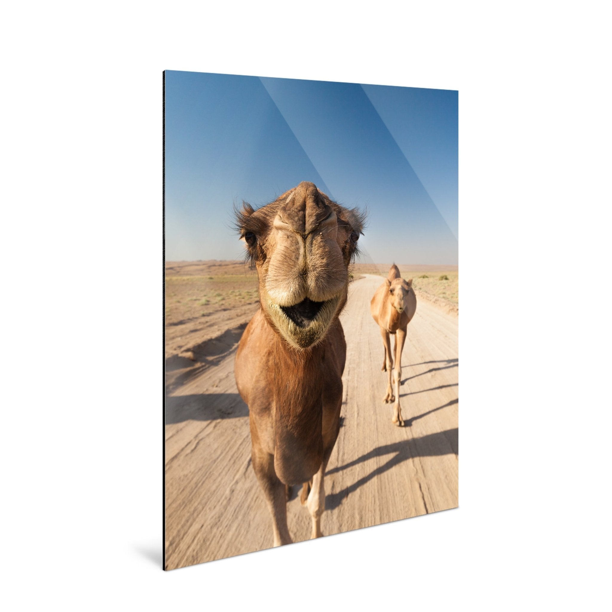 Nomad - Camels - Yaopey Fine Art - 
