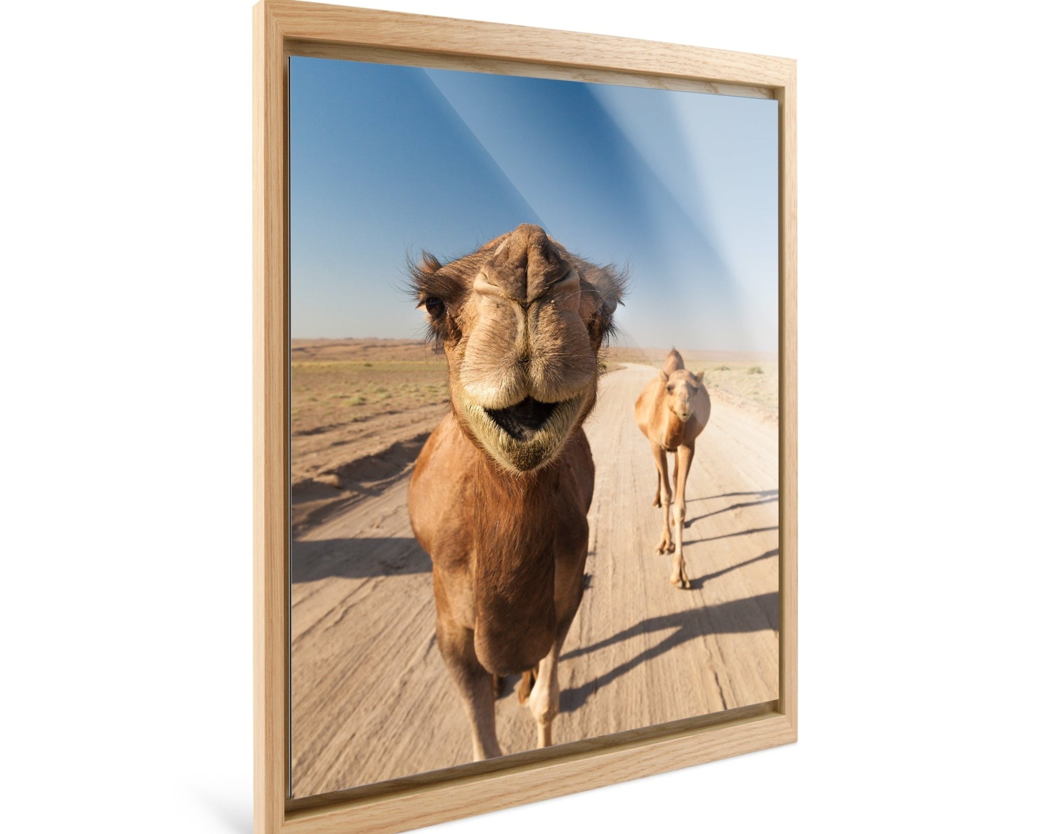 Nomad - Camels - Yaopey Fine Art - 