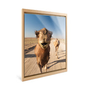 Nomad - Camels - Yaopey Fine Art - 