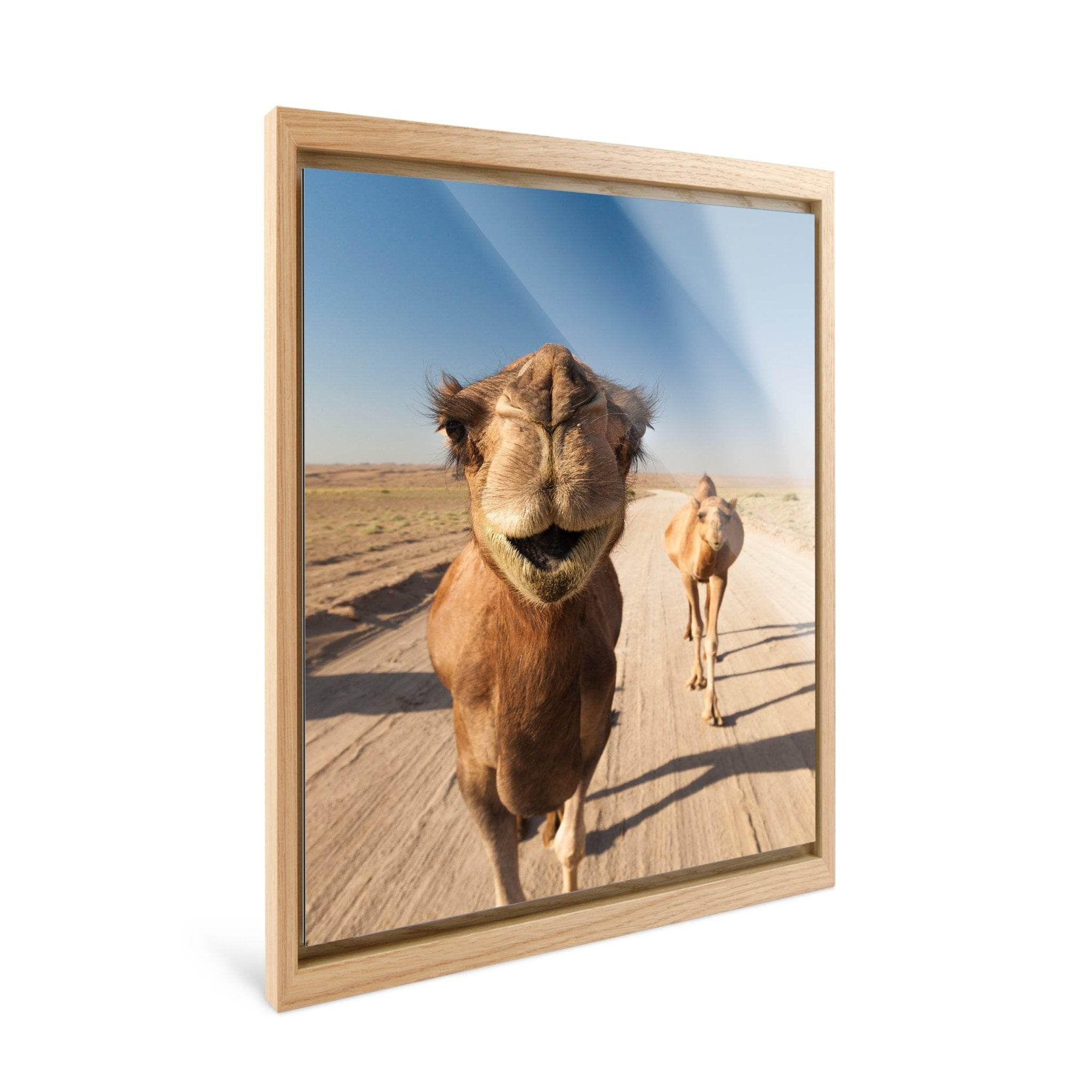 Nomad - Camels - Yaopey Fine Art - 