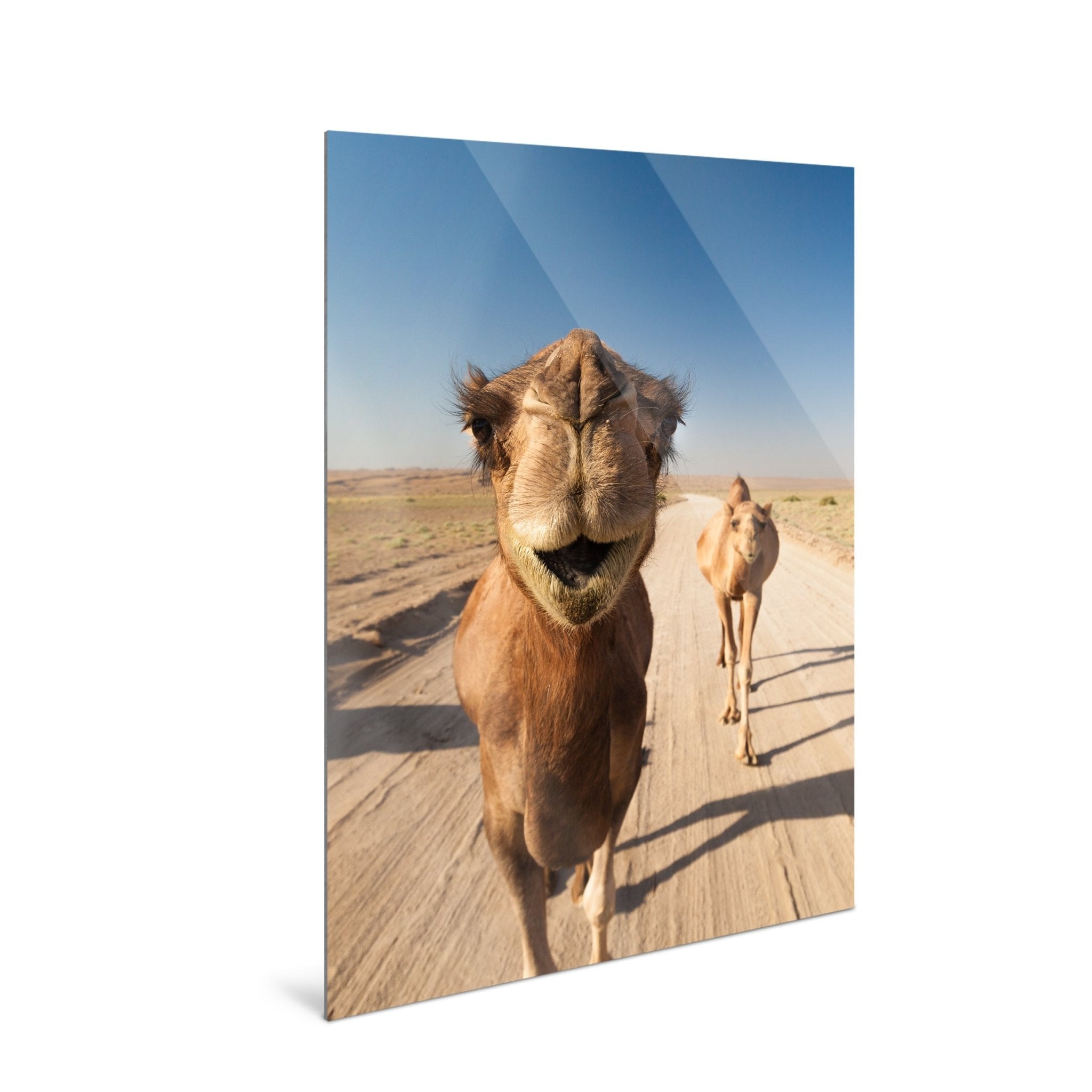 Nomad - Camels - Yaopey Fine Art - 