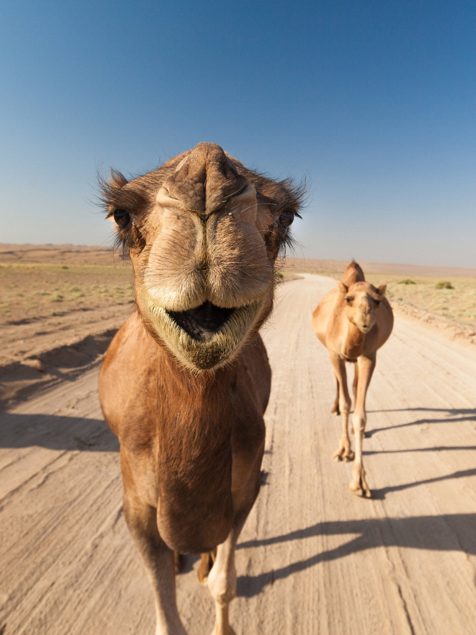Nomad - Camels - Yaopey Fine Art - 